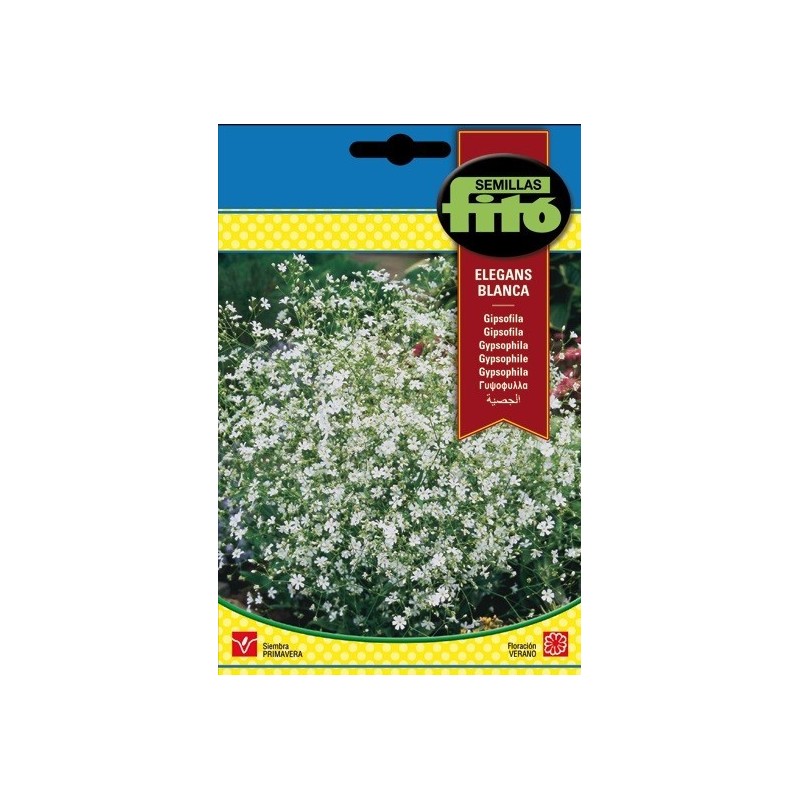 Gipsofila elegans blanca