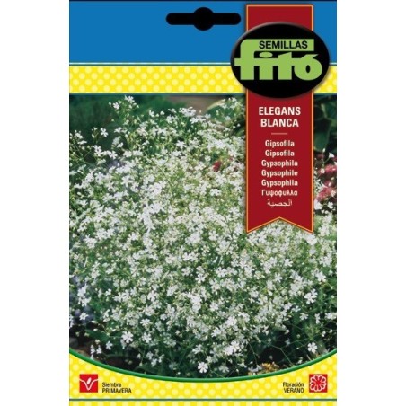 Gipsofila elegans blanca