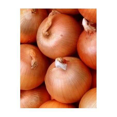 cebolla valenciana tardÃ­a - semillas no tratadas