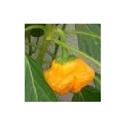 semillas de pimiento picante amarillo de Jamaica