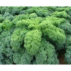 kale kadet semillas sin tratamiento