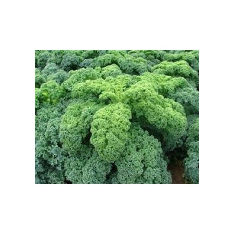 kale kadet semillas sin tratamiento