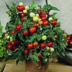 Tomate micro Tom - semillas no tratadas