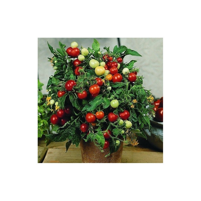 Tomate micro Tom - semillas no tratadas