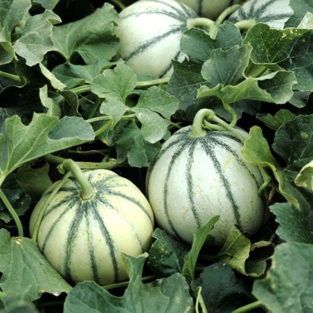 MelÃ³n Charentais Cantaloupe (Semillas no tratadas)