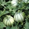MelÃ³n Charentais Cantaloupe (Semillas no tratadas)