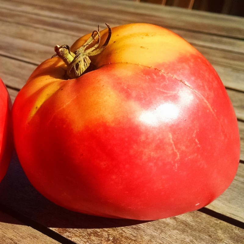 Tomate CorazÃ³n de Buey (Semillas no tratadas)