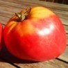 Tomate CorazÃ³n de Buey (Semillas no tratadas)