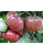 tomate flor de baladre