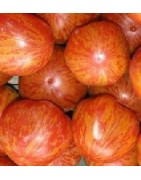 tomate tigerella - plantel
