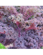 Kale Rizada Morada - semillas no tratadas