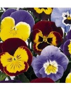 Pensamiento joker mix - semillas no tratadas