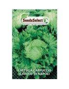 lechuga cavolo di Napoli