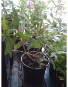 planta de hierba luisa en maceta de 11 cm