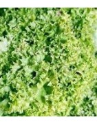 lechuga lollo bionda (semillas no tratadas)