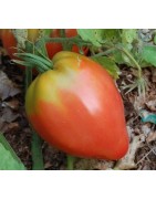 plantel de tomate Anna Russian