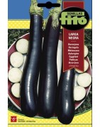 berenjena larga negra