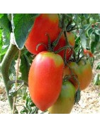 tomate amish paste - semillas sin tratamiento
