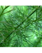 Hinojo Común Semillas no tratadas