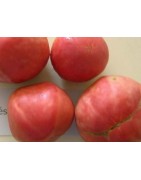 tomate frances (semillas ecologicas)