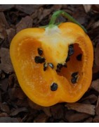 pimiento rocoto amarillo - (semillas ecológicas)