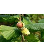 planta de avellano en formato forestal