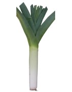 puerro musselburgh (semillas no tratadas)