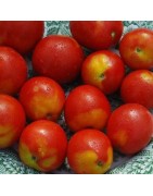 tomate alaskan fancy