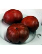 Tomate negro de Crimea - semillas sin tratamiento