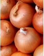 cebolla valenciana tardia