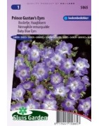 flor de los ojos azules (Nemophila menziesii)