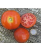 tomate moneymaker (semillas ecológicas)