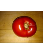 Tomate de Guriezo - planta