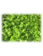 planta de perejil en maceta de 11 cm