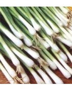 cebolla Long White Ishikura (semillas ecológicas)
