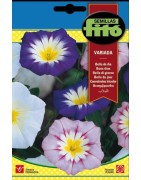 bella de dia variada - convolvulus