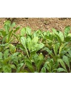 kankong - tong chuai (Ipomoea aquatica)