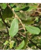 planta de sauce negro (salix atrocinerea) - formato forestal