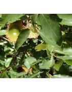 planta de alcornoque en formato forestal (Quercus suber)