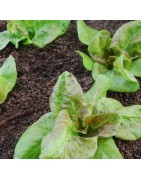 lechuga yugoslavian red