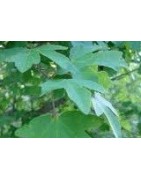 planta de arce en formato forestal