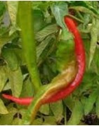 pimiento doux long des landes - semillas no tratadas