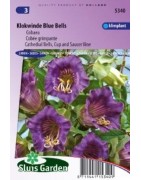 hiedra morada (Cobaea scandens)