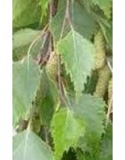 planta de abedul (betula alba) en formato forestal