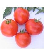 Tomate F1 Mountain Pride