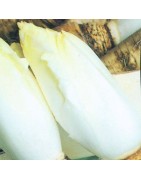 Endivia Brussels Witloof