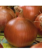 cebolla morada de Amposta - semillas no tratadas