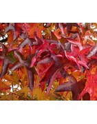 planta de liquidambar en formato forestal