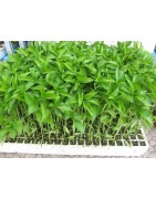 Plantel de pimiento del piquillo