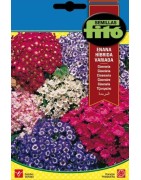 cineraria enana híbrida variada